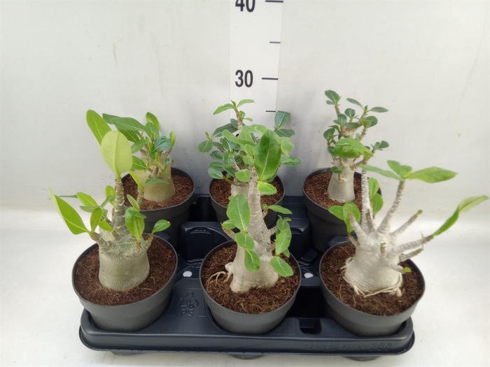 <h4>Adenium NB 'Ansu Baobab'</h4>