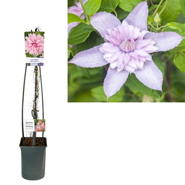 <h4>Clematis Multi Pink® PBR +light label</h4>