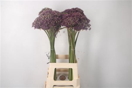 <h4>Allium Cherry X40</h4>
