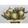 Protea Barbigera Ice Queen Air
