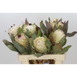 Protea Barbigera Ice Queen Air