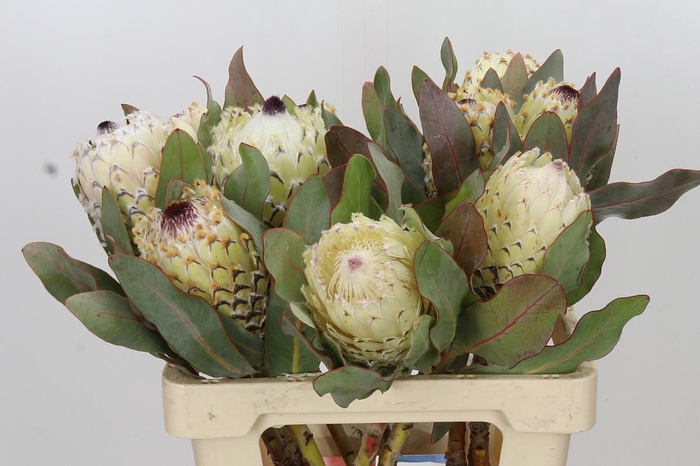 <h4>Protea Barbigera Ice Queen Air</h4>
