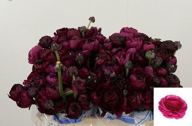 <h4>RAN SU SHERRY</h4>