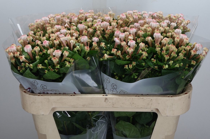 <h4>Bou En Blossom</h4>