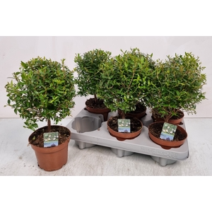 MYRTUS COM
