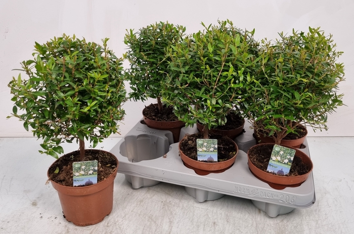 <h4>MYRTUS COM</h4>