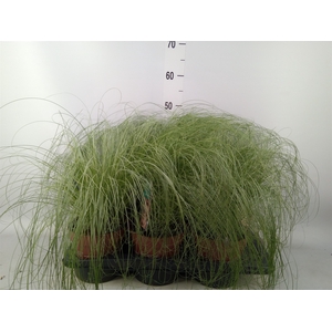 Carex comans 'Frosted Curls'