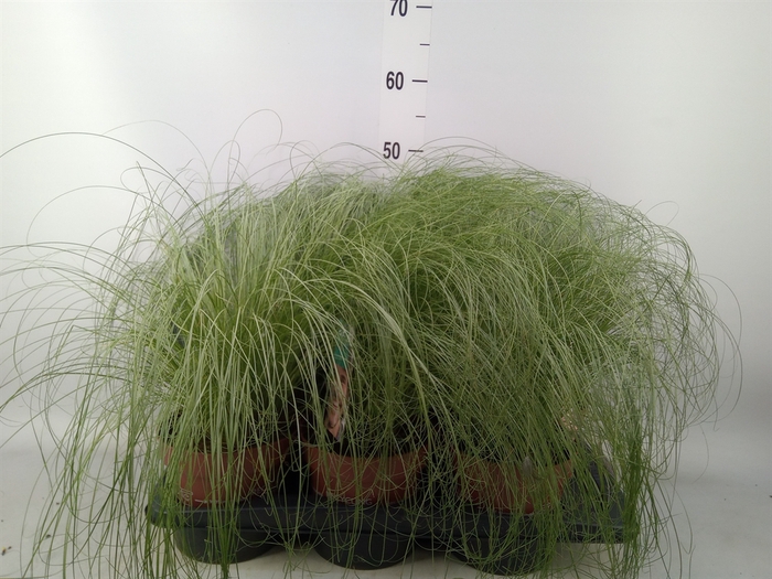 <h4>Carex comans 'Frosted Curls'</h4>