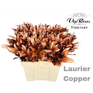 LAURIER COPPER