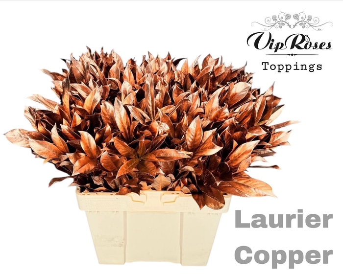 <h4>LAURIER COPPER</h4>