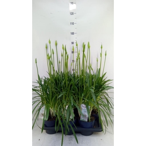 Agapanthus  'Amourette Superb Whit'