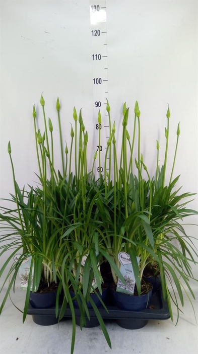 <h4>Agapanthus  'Amourette Superb Whit'</h4>