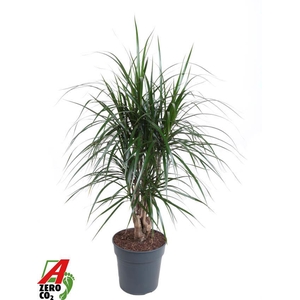 Dracaena Marginata vertakt P24