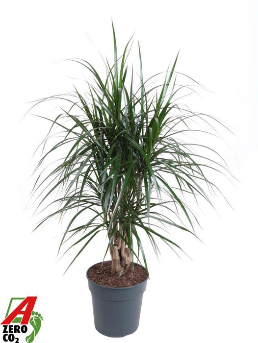 <h4>Dracaena Marginata vertakt P24</h4>