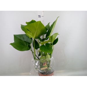 Monstera delic.