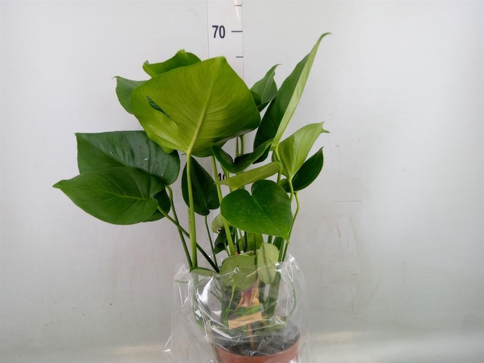 <h4>Monstera delic.</h4>