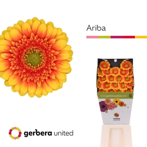 Germini Ariba  Diamond