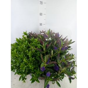 Hebe  'Addenda'   ...mix in pot