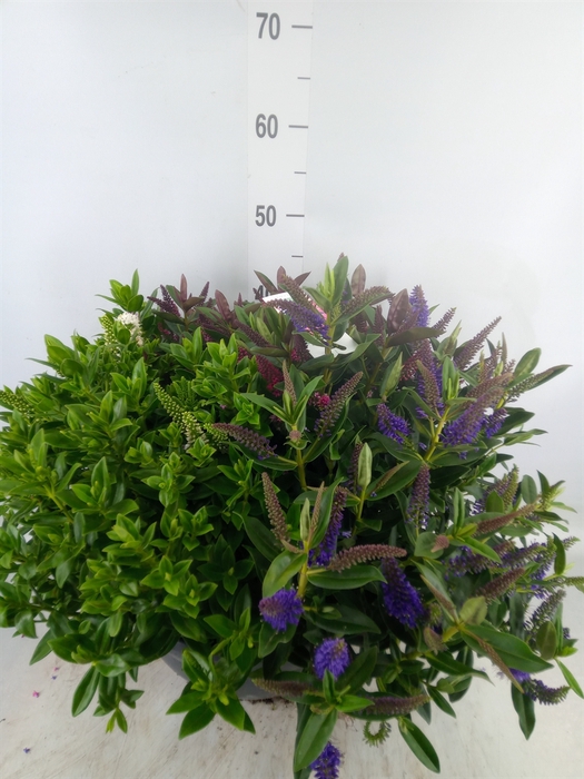 <h4>Hebe  'Addenda'   ...mix in pot</h4>