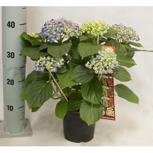 Hydrangea Hovaria Hopcorn