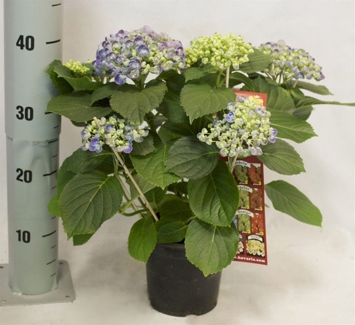 <h4>Hydrangea Hovaria Hopcorn</h4>