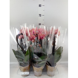 Phalaenopsis  'Elegant Cascade'