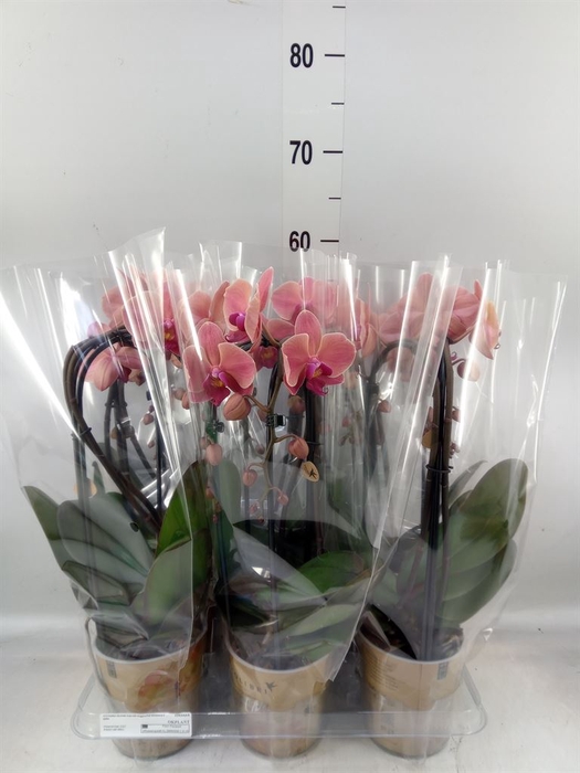 <h4>Phalaenopsis  'Elegant Cascade'</h4>