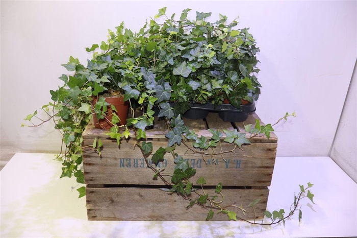 <h4>Hed He Wonder</h4>