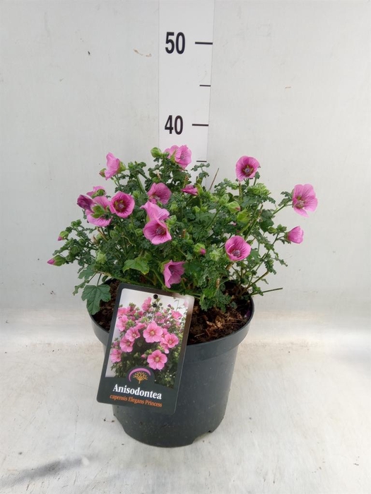 <h4>Anisodontea capensis 'Elega Prince'</h4>
