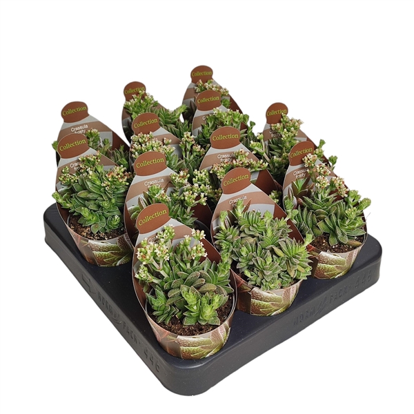 <h4>CRASSULA FROSTY - POT Ø 6,5 - COLLECTION WITH POTCOVER (SUCCULENTEN)</h4>