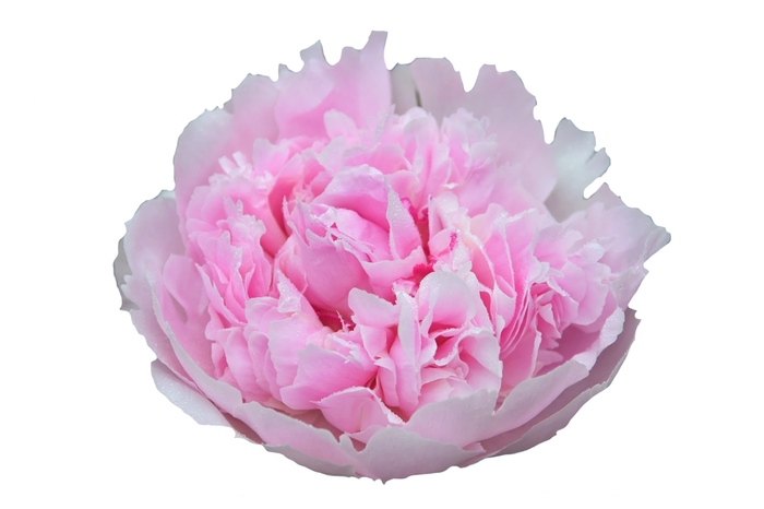 <h4>Paeonia Angel Cheeks</h4>