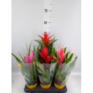 Bromelia   ...mix 10