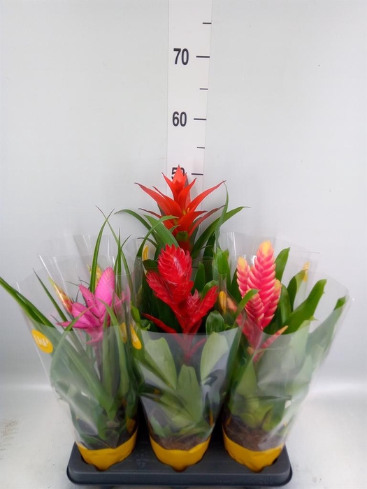 <h4>Bromelia   ...mix 10</h4>