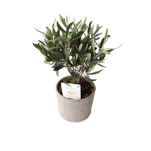 Arr.   Tuinplanten H%