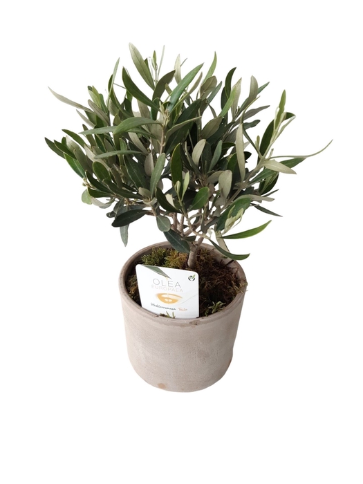 <h4>Arr.   Tuinplanten H%</h4>