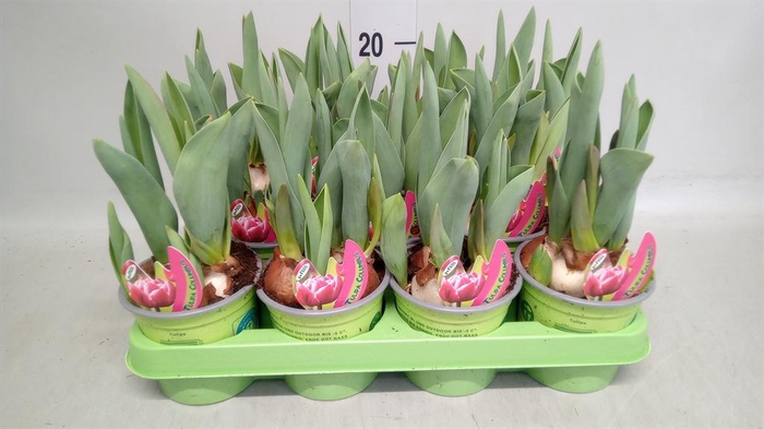 <h4>Tulipa   ...</h4>