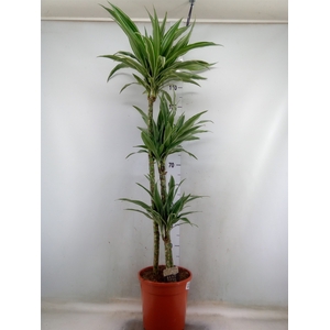 Dracaena fr de 'Warneckei'