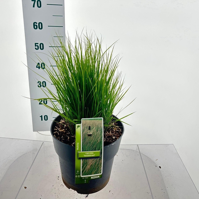 <h4>Molinia caerulea Heidebraut</h4>