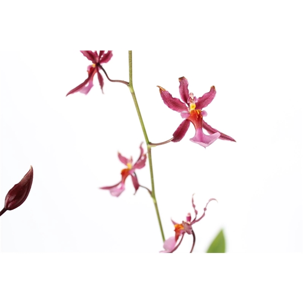 <h4>Mieke von Holm 3+ tak geurend 12 cm</h4>