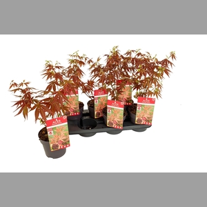 ACER PA ATROPURPUREU