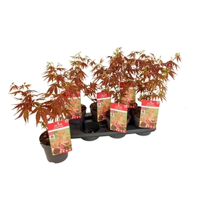 ACER PA ATROPURPUREU