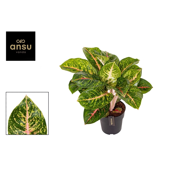 <h4>Aglaonema Spring Red</h4>