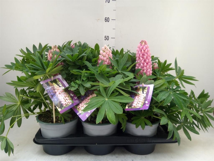 <h4>Lupinus polyp. 'Lupini Pink Shades'</h4>