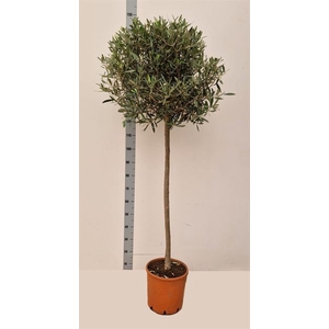 Olea europaea 27Ø 165cm