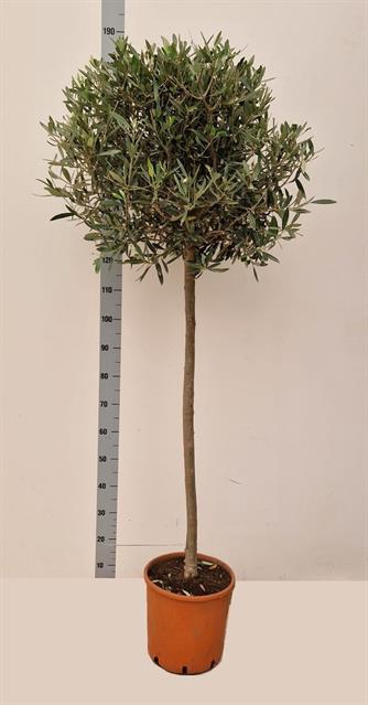 Olea europaea 27Ø 165cm