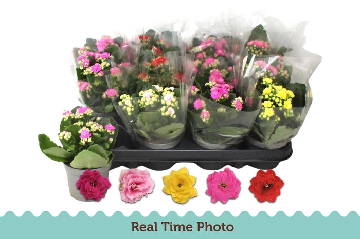 <h4>KAL GE GEM 5 KL</h4>