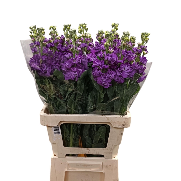 <h4>Matth iron Blue</h4>