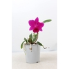 Cattleya