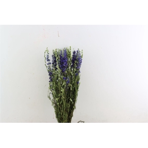 Dried Delphinium Blue Extra Bunch