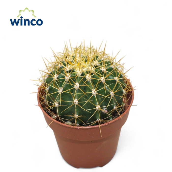 <h4>Ferocactus Schwarzii</h4>